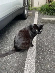 役満 de Kakushi_dori  2 Imagens