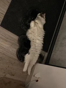 CindyMil my kitty Εικόνα 2