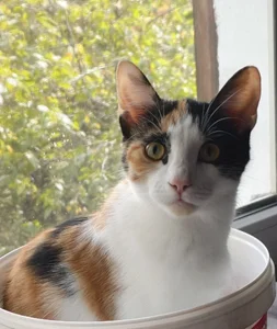 Chrissy_Joyful Meet my cats 사진 4