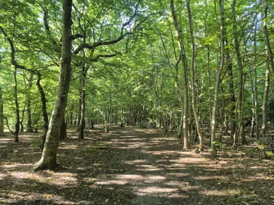 Sarah-Stoner First time meeting deers🤩🥰 Immagine  3