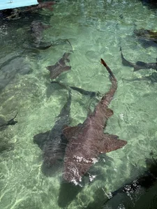 zui_lu kullanıcısının 🐚🌺🧡☀️ albümü -  6 fotoğraf