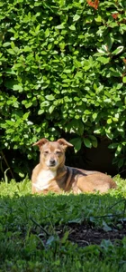 AryaSummersReal 🐶I miei cani sono il mio amore folle 🐶my dogs are my crazy love Immagine  2