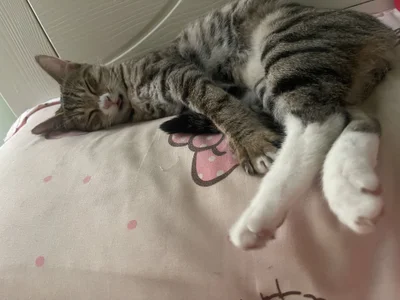 Lazycats-01 咩咩的猫 Εικόνα 4