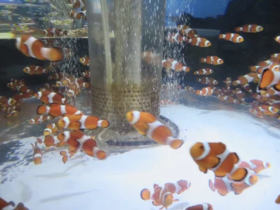 お魚🐠 de ami_tantan  photos