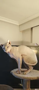 barbaszztop Mis gatos 사진 3