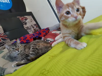 valerie_mase my baby cat's Pic 4