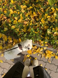 Touch_And_Run A piece of autumn 🍁 Billede 9