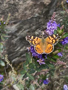 Pensamientos de marilyn_love6969 Foto 5