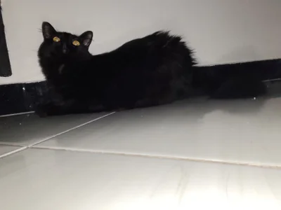 Danysca Mes magnifiques chats slika 4