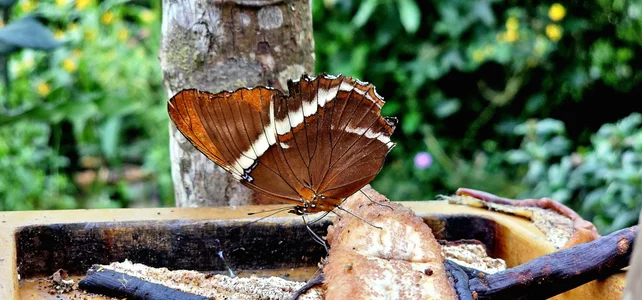 Kore_Persephone 📸🩵🪷🌻My Friends the Flowers🌻🪷🩵📸🎬🌿🥀 사진 4