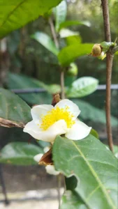 Aphrodite-777 ❤️‍🔥I invite you to my hobbies 💐 Pic 2