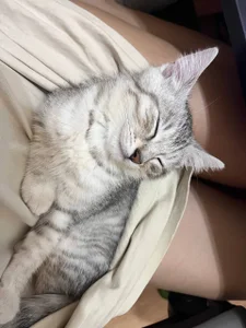 EvaThopsonmy cat Whiskey图片 8