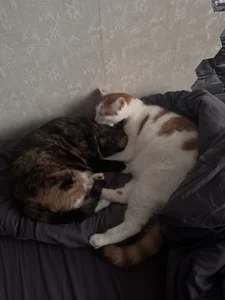 Meow de AmeliaFlares Foto 2