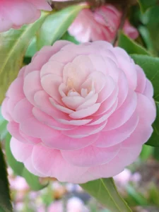 kimagure-fu- 日常  2টি ছবি