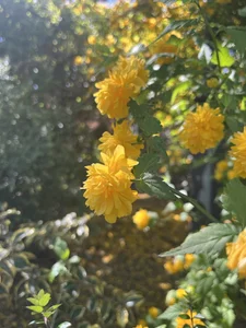 Olivia_shine vacation drop Poză 8