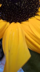 _Angel_witch 🪷🌸🌻 Photo 5