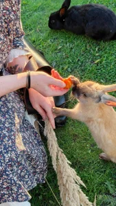 AliceAllard 🐰🥰 Immagine  4
