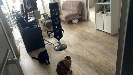 sofi_elfqueen My kitties 😻😻😻😻 รูป  8