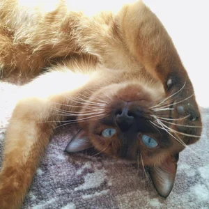 mimibunxo georgie! Foto 3