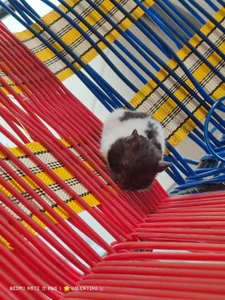 xlunna LOVES Poză 3