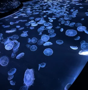 C-4bomb Public Bilde