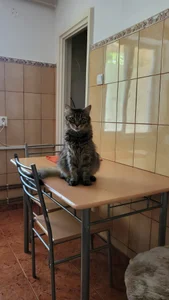 Blondie_Sasha Cat mom صورة واحدة|Blondie_Sasha Cat mom صورتان|Blondie_Sasha Cat mom  8 صور|Blondie_Sasha Cat mom  8 صورة