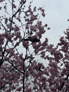 Spring in Japanese 🌸 Kawazu sakura and a little bird enjoying the blossoms. de aria_nozomi  Imagens