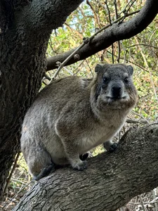 solar_bella Wild Africa صورة واحدة|solar_bella Wild Africa صورتان|solar_bella Wild Africa  2 صور|solar_bella Wild Africa  2 صورة