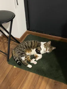 Zdjęcia Sexy_Lava my cat says meow happy holiday everyone:  5