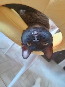 RopyAcetylmy kitties <3图片 3
