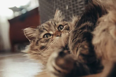 Wendy-Darling My sweetest pets Immagine 