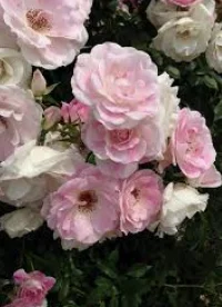 Audrey_Aura ROSES Foto 8