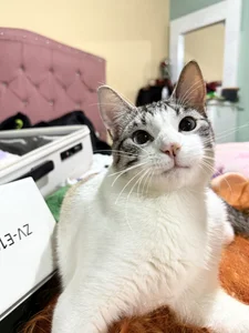 Bunnyylovee 😺 Billede