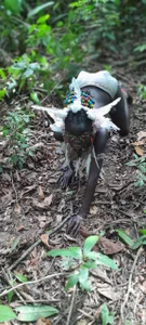 self-sufficientplay Dark Tribal princes Pic 3