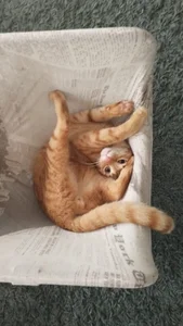 chaymae_nah_: Me when I sleep ( фото)