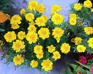 Jin_YourloverThe flowers during Tet are so beautiful!图片