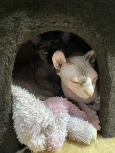 PassionAnn My cats Foto