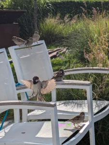 Holidays in the Netherlands de LovelyHelena Foto 6