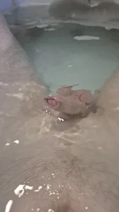 gilb_A In the Bath Bilde 4