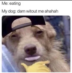 Kittypurrz Public Εικόνα