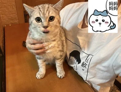 -sanhuamao-家庭成员图片 2