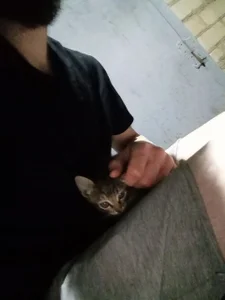 KaelNox Me and cat  2টি ছবি