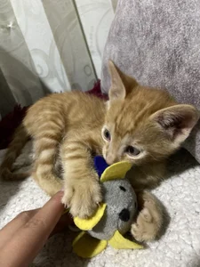 babesamantaのMy kitty😻の 4枚の写真