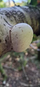 FreezingTie850: fungus ( фото)