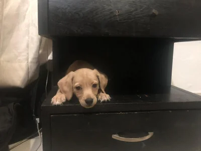 My baby 🐶 de charlotbelucci_  2 photos