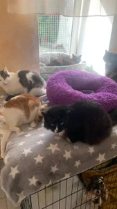 ameliaminkx Animal shelter Immagine  2