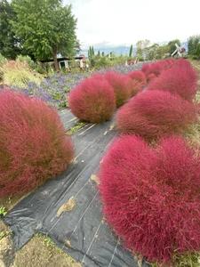 eno_pink Public Pic 5