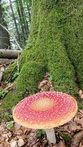 Saysomething3 Public Foto 5