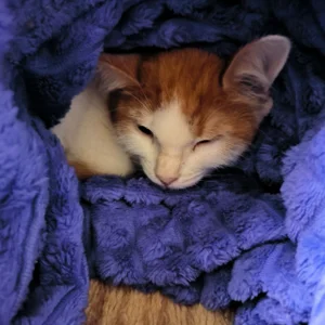 RedLipse My kitty Vifa Immagine 