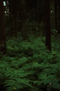 Mira_Fyre kullanıcısının My work as a photographer albümü -  9 fotoğraf